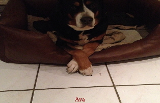 Ava 