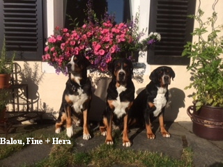 Balou, Hera, Finne,