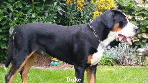 Duke 8.14.3.