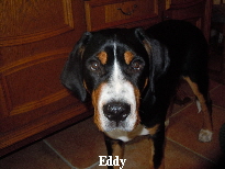 Eddy 1 (3)