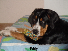 Eddy 1 (6)