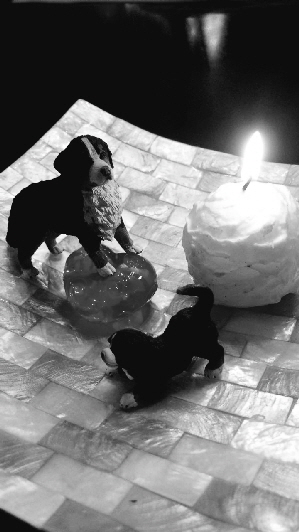 Hund mit Kerze