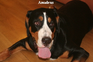 amadeus9