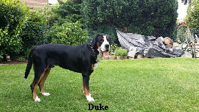 duke 5.15